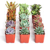 Assorted Mini Succulent Collection
