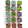 Assorted Mini Succulent Collection
