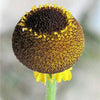 50 ROSILLA Helenium Puberulum Autumn Lollipop Sneezeweed Dogtooth Daisy Helen's Flower Yellow & Red Herb Seeds