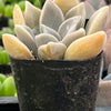 Graptopetalum Claret