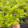 Brazilian Guava (Psidium angulatum)