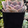 Echeveria 'Perle Von Nurnberg'