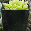 Gasteria Green Ice