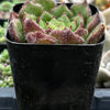 Echeveria Woolly Rose
