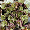 Callisia Repens Turtle Vine