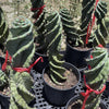 Spiralis Spiral Cactus
