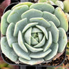 Echeveria Abalone