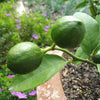 Meyer Lemon Tree