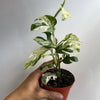 Epipremnum Pinnatum Marble Flame
