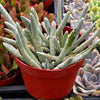 Senecio Woolly
