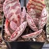 Kalanchoe Humilis Desert Surprise