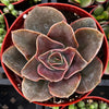 Echeveria Fireglow