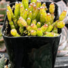 Hatiora Salicornioides