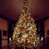 Grow Your Own CHRISTMAS TREE - Fraser Fir ( Abies Fraseri ) Gift Packet of Tree Seeds