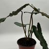 Philodendron Black Billietiae x Atabapoense