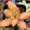 Sedum Firestorm