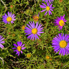 100 PURPLE Smooth Violet PRAIRIE ASTER Aster Tanacetifolia Flower Seeds