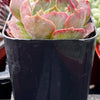 Echeveria Carmencita