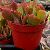 Kalanchoe Longiflora