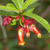 25 TWINBERRY HONEYSUCKLE Lonicera Involucrata California Bearberry Black Twin Berry Endangered Native Sun or Shade Shrub Yellow Red Hummingbird Flower Seeds