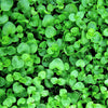 1000 Bulk CORSICAN MINT Mentha Requienii Herb Fragrant Ground Cover Flower Seeds