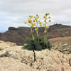 15 GIANT FENNEL Ferula Communis Gigantea Yellow Flower Herb Seeds