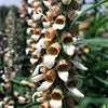 200 GRECIAN FOXGLOVE Wooly Digitalis Lanata Hummingbird White Yellow Purple Brown Flower Seeds