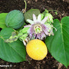 10 SWEET GRANADILLA Yellow Passionfruit Grenadia Sugar Fruit Passiflora Ligularis Huge Purple & White Flower Yellow Orange Fruit Vine Seeds