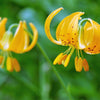 15 WESTERN HYBRIDS LILY Tiger, Leopard, Lemon, Alpine, Kellogg - Mixed Colors Pink, Red, Yellow, Orange - Native Lilium Flower Seeds