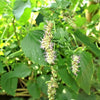 10 Java INDIAN PATCHOULI Pogostemon Heyneanus Herb Shrub Flower Fragrant Patchouly Seeds