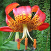 10 LEOPARD LILY California Tiger Lily Panther Lilium Pardalinum Yellow Orange Red Spotted Native Flower Seeds