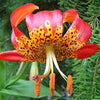 15 WESTERN HYBRIDS LILY Tiger, Leopard, Lemon, Alpine, Kellogg - Mixed Colors Pink, Red, Yellow, Orange - Native Lilium Flower Seeds
