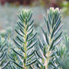 50 BLUE SPRUCE SEDUM Reflexum Succulent Jenny's Stonecrop Goldmoss Yellow Flower Seeds