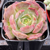Echeveria Carmencita