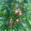 Gin Berry, Ginberry (Glycosmis pentaphylla)