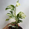 Epipremnum Pinnatum Marble Flame