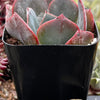 Echeveria Lavender Cloud