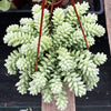 Sedum Donkey's Tail