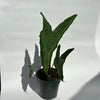 Alocasia Tigrina Superba