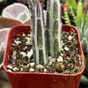 Senecio Stapeliiformis