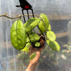 Hoya Finlansonii