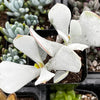 Cotyledon Orbiculata Pig's Ear