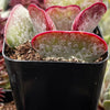 Adromischus Triflorus Calico Hearts
