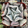 Echeveria Cubic Frost