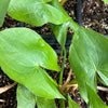 Duck Potato (Sagittaria latifolia) – live plant – photo 4