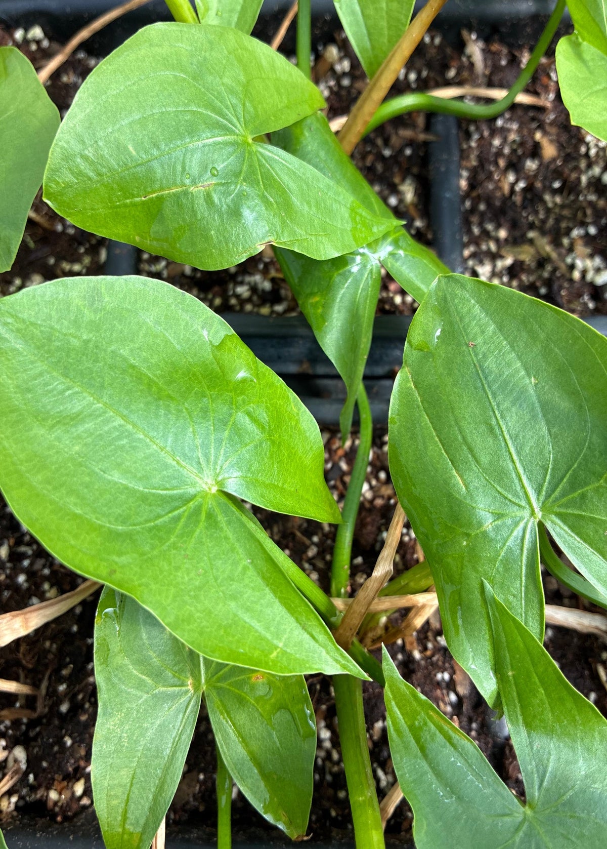 Duck Potato (Sagittaria latifolia) – live plant – photo 4