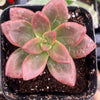 Graptosedum California Sunset
