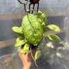 Hoya Finlansonii