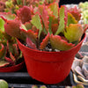 Kalanchoe Longiflora