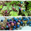 Variegated Porcelain Berry Vine Seeds – Ampelopsis Brevipedunculata Elegans Ampelopsis Glandulosa Amur